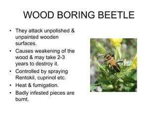 WOOD BORING BEETLE
• They attack unpolished &
unpainted wooden
surfaces.
• Causes weakening of the
wood & may take 2-3
years to destroy it.
• Controlled by spraying
Rentokil, cuprinol etc.
• Heat & fumigation.
• Badly infested pieces are
burnt.
 