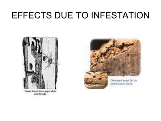 EFFECTS DUE TO INFESTATION
 