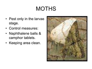 MOTHS
• Pest only in the larvae
stage.
• Control measures:
• Naphthalene balls &
camphor tablets.
• Keeping area clean.
 