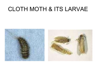 CLOTH MOTH & ITS LARVAE
 