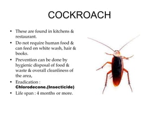 COCKROACH
• These are found in kitchens &
restaurant.
• Do not require human food &
can feed on white wash, hair &
books.
• Prevention can be done by
hygienic disposal of food &
waste & overall cleanliness of
the area,
• Eradication :
Chlorodecone.(Insecticide)
• Life span : 4 months or more.
 
