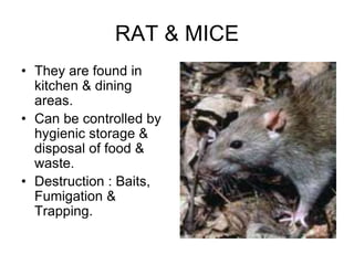 RAT & MICE
• They are found in
kitchen & dining
areas.
• Can be controlled by
hygienic storage &
disposal of food &
waste.
• Destruction : Baits,
Fumigation &
Trapping.
 