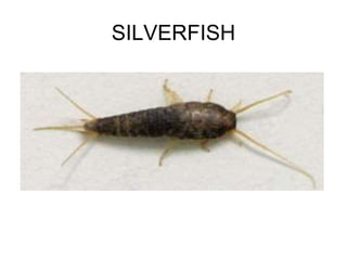 SILVERFISH
 