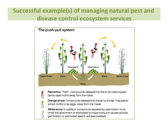 Pest Example In Agriculture : Climate-smart pest management: building resilience of ... : Damage ...