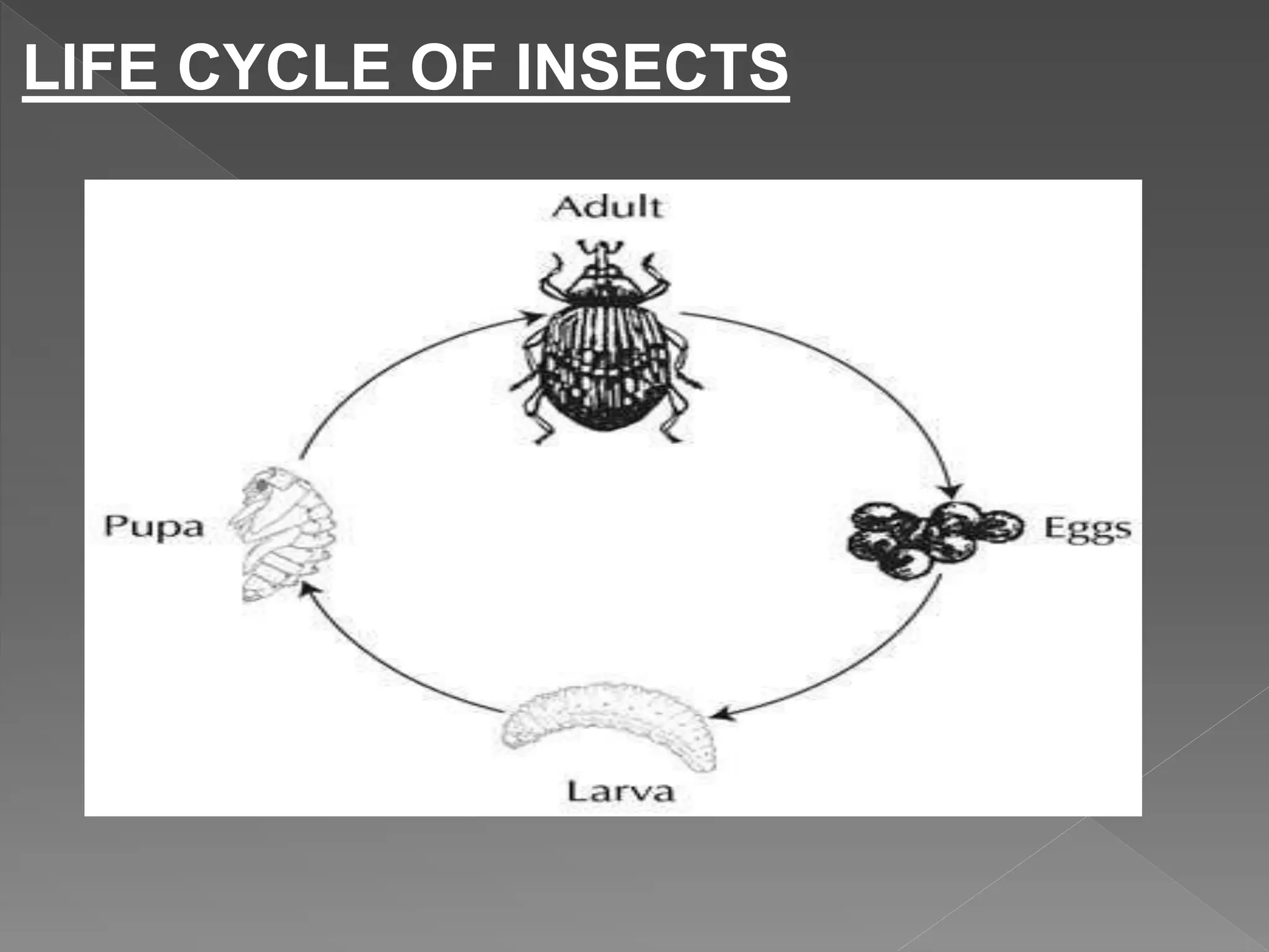 LIFE CYCLE OF INSECTS
 
