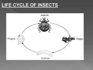 LIFE CYCLE OF INSECTS
 