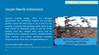 Carpet Beetle Infestation
Examine building design. After the thorough
assessment and identifying existing and possible
problem areas, the next thing to do is find out the
building's customer and employee traffic which is the
total number of individuals going in and out of the
building every day. Inspect entry areas such as
pedestrian doors, electrical conduits, overhead doors,
water sources, and exterior perimeters including
dumpster areas, fence lines, storage buildings, etc. ...
For more information, visit us at
https://sites.google.com/view/apexpestcontrol/barnsl
ey
CALL US NOW 01226 397691
 