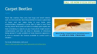 Carpet Beetles
Pests like roaches, flies, ants, bed bugs and small rodents,
such as mice and rats have the potential to cause a great deal
of havoc and can make living in your home quite
uncomfortable, especially if you're able to able to hear them
moving about. Most pests are able to multiply quite rapidly and
have a tendency to search out your food, which might result in
contamination and that can lead to diseases or infections
being spread. If a pest problem at home becomes apparent, it
is wise to research the choices available to control such a
situation. ...
For more information, visit us at
https://sites.google.com/view/apexpestcontrol/barnsley
CALL US NOW 01226 397691
 