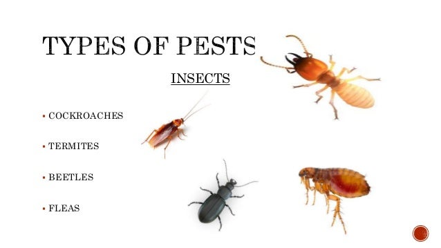 Pest Control By Niven Nunes