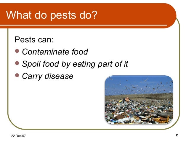 How To Prevent Raccoons From Eating Cats Food How To Prevent Raccoons From Eating Cats Food
