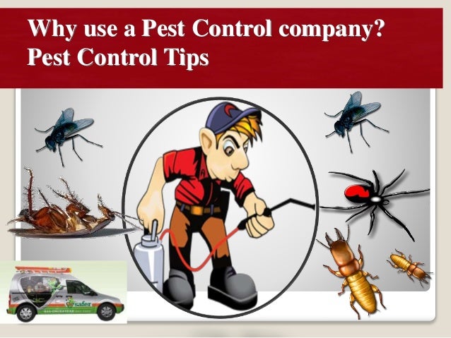 How You Can Make Pests A Thing Of The Previous 2