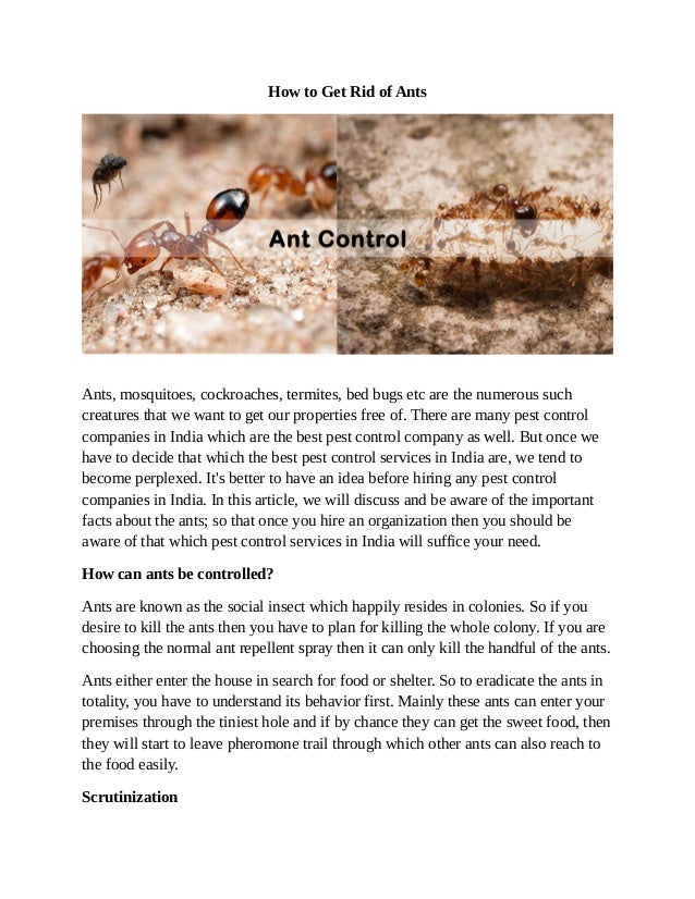 Pest Control Company