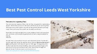 Best Pest Control Leeds West Yorkshire
Pest advice for regulating Fleas
The most common species of Flea is the Cat Flea, recognized for readily biting
people. The Bird Flea are next in relevance, adhered to by the rare Dog Fleas,
although various other species may end up being briefly affixed to pet dogs.
Lastly, there are Human Fleas which are incredibly uncommon.
Adult fleas are small (averages 2mm in size) wingless insects, with squashed
and red-brown, with backwardly guided backs as well as legs developed for
leaping.
Features
All adult Fleas are parasitical, living on warm-blooded animals. The females
lay their eggs after eating the plagued animal. Women Fleas can live up to 2
years, during which time they can injure to 1000 eggs. The eggs drop onto
the floor and also the animal's bedding - they can't lay practical eggs in the
absence of the host animal blood meal. After several days the eggs will
become larvae. Professional pest control service is at
https://www.google.com/maps?cid=8879258998650402824
 