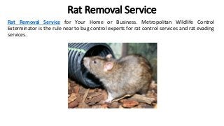 Rat Removal Service
Rat Removal Service for Your Home or Business. Metropolitan Wildlife Control
Exterminator is the rule near to bug control experts for rat control services and rat evading
services.
 