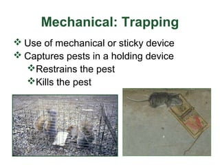Pest control measures | PPT
