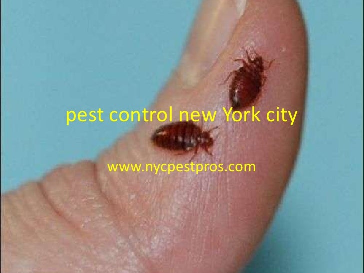Pest control new york city Pest control new york city