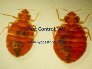 Pest Control Nyc

www.nycpestpros.com
 