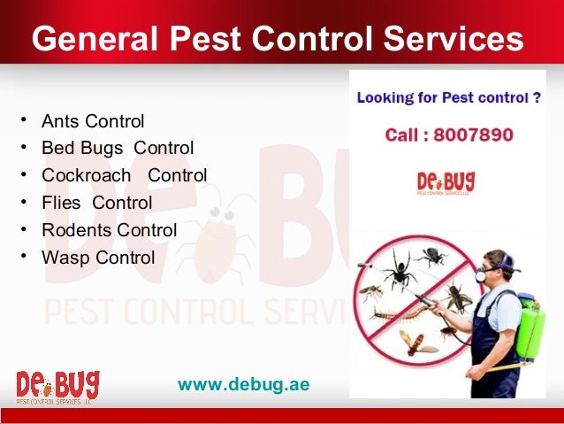Abu Dhabi Pest Control Bed Bugs Abu Dhabi Pest Control Bed Bugs