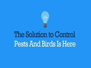Pest Control Services UK