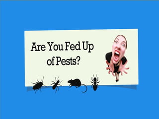 Pest Control Services UK