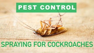 PEST CONTROL
SPRAYING FOR COCKROACHES
 