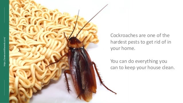 Pest Control Spraying For Cockroaches