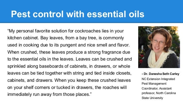 Pest Control Tips And Secrets From 117 Experts