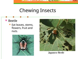 Comprehensive Guide to Pests, Diseases, and Their Control in ...