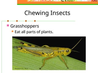 Comprehensive Guide to Pests, Diseases, and Their Control in ...