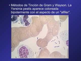 • Métodos de Tinción de Gram y Wayson. La
Yersinia pestis aparece coloreada
bipolarmente con el aspecto de un "alfiler”.

 