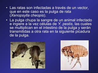 • Las ratas son infectadas a través de un vector,
que en este caso es la pulga de rata
(Xenopsylla cheopis).
• La pulga chupa la sangre de un animal infectado
e ingiere a la vez células de Y. pestis, las cuales
se multiplican en el intestino de la pulga y serán
transmitidas a otra rata en la siguiente picadura
de la pulga.

 