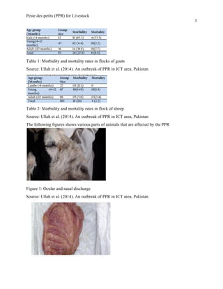 Peste des petits (PPR) for Livestock
3
Table 1: Morbidity and mortality rates in flocks of goats
Source: Ullah et al. (2014). An outbreak of PPR in ICT area, Pakistan
Table 2: Morbidity and mortality rates in flock of sheep
Source: Ullah et al. (2014). An outbreak of PPR in ICT area, Pakistan
The following figures shows various parts of animals that are affected by the PPR
Figure 1: Ocular and nasal discharge
Source: Ullah et al. (2014). An outbreak of PPR in ICT area, Pakistan
 
