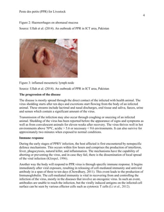 Peste des petits (PPR) for Livestock
4
Figure 2: Haemorrhages on abomasal mucosa
Source: Ullah et al. (2014). An outbreak of PPR in ICT area, Pakistan
Figure 3: inflamed mesenteric lymph node
Source: Ullah et al. (2014). An outbreak of PPR in ICT area, Pakistan
The progression of the disease
The disease is mostly spread through the direct contact of the infected with health animal. The
virus shedding starts after ten days and excretions start flowing from the body of an infected
animal. These streams include lacrimal and nasal discharges, oral tissue and saliva, faeces, urine
and semen which contain a significant amount of the virus.
Transmission of the infection may also occur through coughing or sneezing of an infected
animal. Shedding of the virus has been reported before the appearance of signs and symptoms as
well as from convalescent animals for eleven weeks after recovery. The virus thrives well in hot
environments above 70*C, acidic > 5.6 or necessary < 9.6 environments. It can also survive for
approximately two minutes when exposed to normal conditions.
Immune response
During the early stages of PPRV infection, the host affected is first encountered by nonspecific
defence mechanisms. This occurs within few hours and comprises the production of interferon,
fever, phagocytosis, natural killer, and inflammation. The mechanisms have the capability of
aborting or preventing the virus, and in case they fail, there is the dissemination of local spread
of the viral infection (Klimpel, 1996).
Another way the body will respond to PPR virus is through specific immune response. It begins
immediately after viral exposure, resulting in releasing of cell-mediated immunity and antiviral
antibody in a span of three to ten days (Chowdhury, 2011). This event leads to the production of
Immunoglobulin. The cell-mediated immunity is vital in recovering from and controlling the
infection of the virus, mostly in the diseases that involve an oncogenic virus. In such an event,
antibodies are unable to reach the infection, but the virally induced antigens on the infected cell
surface can be seen by various effector cells such as cytotoxic T cells (Li et al., 2012).
 