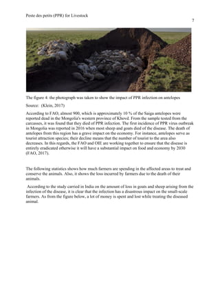 Peste des petits (PPR) for Livestock
7
The figure 4: the photograph was taken to show the impact of PPR infection on antelopes
Source: (Klein, 2017)
According to FAO, almost 900, which is approximately 10 % of the Saiga antelopes were
reported dead in the Mongolia's western province of Khovd. From the sample tested from the
carcasses, it was found that they died of PPR infection. The first incidence of PPR virus outbreak
in Mongolia was reported in 2016 when most sheep and goats died of the disease. The death of
antelopes from this region has a grave impact on the economy. For instance, antelopes serve as
tourist attraction species; their decline means that the number of tourist to the area also
decreases. In this regards, the FAO and OIE are working together to ensure that the disease is
entirely eradicated otherwise it will have a substantial impact on food and economy by 2030
(FAO, 2017).
The following statistics shows how much farmers are spending in the affected areas to treat and
conserve the animals. Also, it shows the loss incurred by farmers due to the death of their
animals.
According to the study carried in India on the amount of loss in goats and sheep arising from the
infection of the disease, it is clear that the infection has a disastrous impact on the small-scale
farmers. As from the figure below, a lot of money is spent and lost while treating the diseased
animal.
 