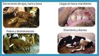 Secreciones de ojos, nariz y boca Llagas en boca-mal aliento
Fiebre y deshidratación Disentería y diarrea
 