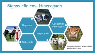Signos clínicos: Hiperaguda
Fiebre alta
Inapetencia
Depresión
Congestión
de mucosas
Animales jóvenes y recién nacidos
Muerte en 2-3 días
 
