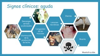 Signos clínicos: aguda
Disminución
de la
producción
de leche
Congestión
de las
mucosas
Descargas
serosas
oculonasales
Lesiones
necróticas
Diarrea
Muerte
Muerte 8-12 días
 