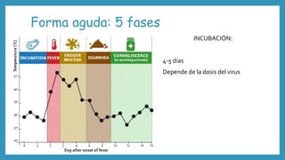 Forma aguda: 5 fases
INCUBACIÓN:
4-5 días
Depende de la dosis del virus
 