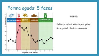 Forma aguda: 5 fases
FIEBRE:
Fiebre prodrómica dura aprox 3 días.
Acompañado de síntomas como:
 