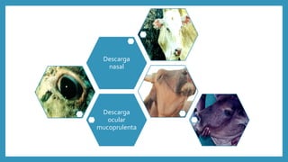 Descarga
ocular
mucoprulenta
Descarga
nasal
 