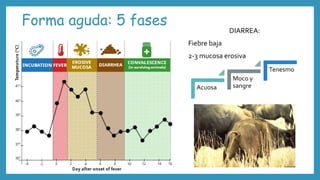 Forma aguda: 5 fases
DIARREA:
Fiebre baja
2-3 mucosa erosiva
Acuosa
Moco y
sangre
Tenesmo
 