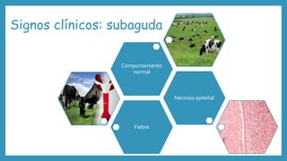 Signos clínicos: subaguda
Fiebre
Necrosis epitelial
Comportamiento
normal
 