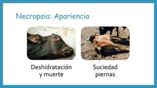 Necropsia: Apariencia
Deshidratación
y muerte
Suciedad
piernas
 