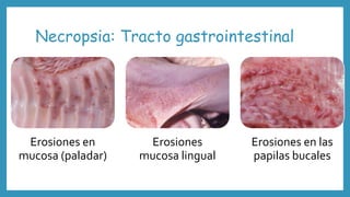 Necropsia: Tracto gastrointestinal
Erosiones en
mucosa (paladar)
Erosiones
mucosa lingual
Erosiones en las
papilas bucales
 