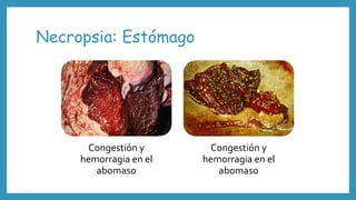 Necropsia: Estómago
Congestión y
hemorragia en el
abomaso
Congestión y
hemorragia en el
abomaso
 
