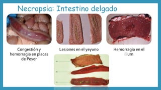 Necropsia: Intestino delgado
Congestión y
hemorragia en placas
de Peyer
Lesiones en el yeyuno Hemorragia en el
ilium
 