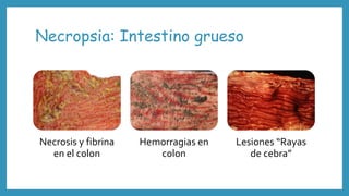 Necropsia: Intestino grueso
Necrosis y fibrina
en el colon
Hemorragias en
colon
Lesiones “Rayas
de cebra”
 