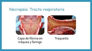 Necropsia: Tracto respiratorio
Capa de fibrina en
tráquea y faringe
Traqueitis
 