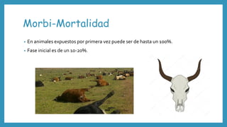 Morbi-Mortalidad
• En animales expuestos por primera vez puede ser de hasta un 100%.
• Fase inicial es de un 10-20%.
 