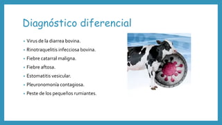 Diagnóstico diferencial
• Virus de la diarrea bovina.
• Rinotraquelitis infecciosa bovina.
• Fiebre catarral maligna.
• Fiebre aftosa.
• Estomatitis vesicular.
• Pleuronomonía contagiosa.
• Peste de los pequeños rumiantes.
 